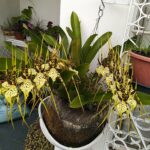 Brassia Eternal  ''Orquídea Aranha'' - COLEÇÃO