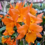 Pot. Twenty Four Carat x Blc. Fuchs Orange Nuggets