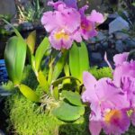 Cattleya Blc. Turandot ''Guaxupé''