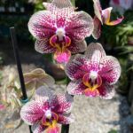 Phalaenopsis Spain - COLEÇÃO