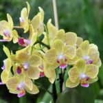 Phalaenopsis Anthura Lima - COLEÇÃO