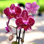 Phalaenopsis Anthura Cadiz - COLEÇÃO