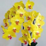 Phalaenopsis Fuller's Sunset - COLEÇÃO