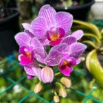 Phalaenopsis Sogo Vivien - COLEÇÃO