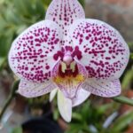 Phalaenopsis Tropic Ocelot - COLEÇÃO