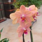 Phalaenopsis Allura Fragrans - PERFUMADA