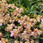 Oncidium Twinkle ''Mixed Pink'' - PERFUMADA