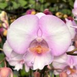 Phalaenopsis Fangmei Dream Big Lip - COLEÇÃO