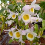 Dendrobium Findlayanum - COLEÇÃO