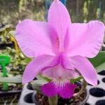 Cattleya Walkeriana x Cattleya Loddigesii