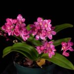 Sarcochilus Thick Spike x Sarcochilus Kulnura Dazzle 'Rose Red' - RARÍSSIMA
