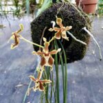 Paraphalaenopsis Labukensis - COLEÇÃO