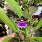 Zygopetallum Maculatum