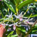 Dendrobium Antennatum - COLEÇÃO