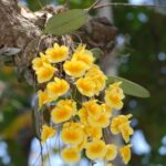 Dendrobium Lindleyi - COLEÇÃO