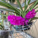 Vanda Ascocentrum Ampullaceum - COLEÇÃO