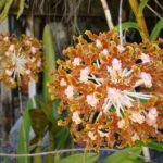 Cattleya Schomburgkia Tipo - COLEÇÃO