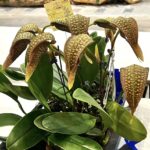 Bulbophyllum Grandiflorum x Longisepalum - COLEÇÃO