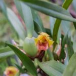 Maxillaria Ferdinandiana