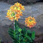Epidendrum Fulgens - COLEÇÃO