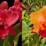 Cattleya Blc. Miriam Suzuki x (Salmon Splendor  x Blc. Tzeng Wen Beauty)