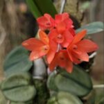 Sophronites Cernua Var. Mineira