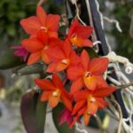 Mini Cattleya Sophronites Cernua