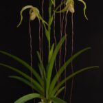 Phragmipedium Tall Tails ''Wallisii x Caudatum'' - RARÍSSIMO