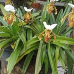 Paphiopedilum Leeanum - SAPATINHO