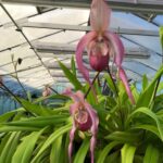 Phragmipedium Schroederae - COLEÇÃO