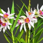 Thunia Brymeriana - Orquíde Sino de Natal