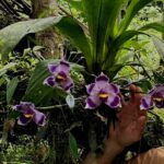 Pescatoria/Bollea Coelestis - RARÍSSIMA