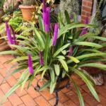 Arpophyllum Giganteum - Orquídea Escova Mamadeira