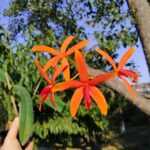 Mini Cattleya Laelia Cinnabarina