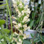 Sauroglossum Elatum - COLEÇÃO