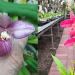 Phragmipedium Narinense x Elisabeth Castle - RARÍSSIMO