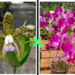 Cattleya Pedra da Gávea ''Trilabelo'' x C. Guttata ''Coerulea''