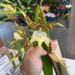 Miltassia Natália - COLEÇÃO