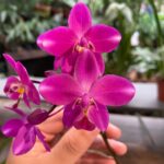 Spathoglottis Plicata