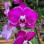 Phalaenopsis OX Spot Queen - COLEÇÃO