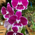 Phalaenopsis Allura ''Black Swan'' - COLEÇÃO