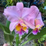 Cattleya Blc. George King 'Serendipity'