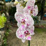 Phalaenopsis Expressions Big Lip - COLEÇÃO