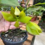 Cycnoches Chlorochilon ''Orquídea Cisne''