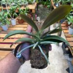 Mini Phalaenopsis Sem ID (N°1)