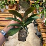 Mini Phalaenopsis Sem ID (N°2)