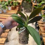 Mini Phalaenopsis Sem ID (N°3)