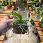 Mini Phalaenopsis Sem ID (N°4)