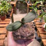 Mini Phalaenopsis Sem ID (N°5)