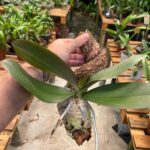 Phalaenopsis Sem ID (N°6)